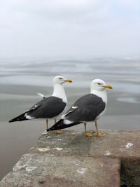 Seagulls perching on a rock