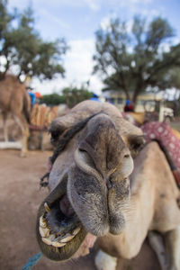 Close-up of camel 