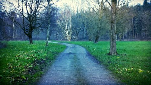 Road passing through trees