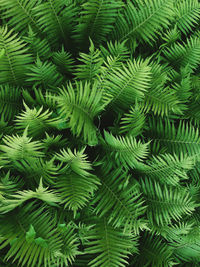 Full frame shot of fern tree