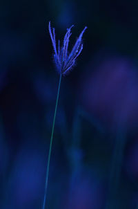 Close-up of purple flower against blue sky