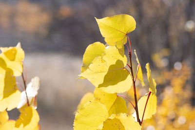 Close-up of yellow flowering plant