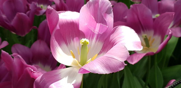 Close-up of pink flowering plants