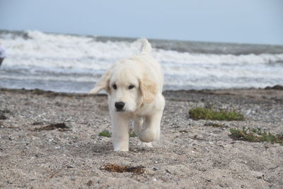 Dog standing on beach against sky