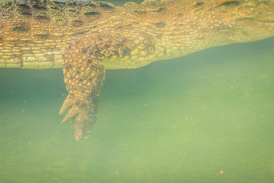 High angle view of crocodile in sea