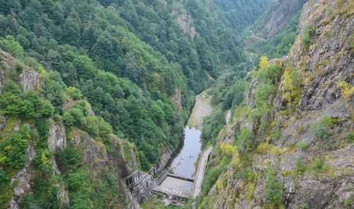 High angle view of forest