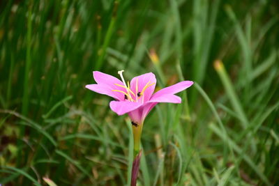 Close-up of pink flower on field