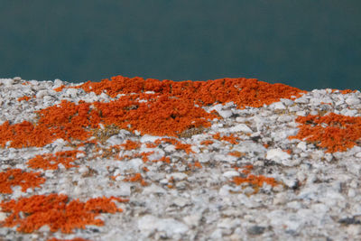 Close-up of orange on rock