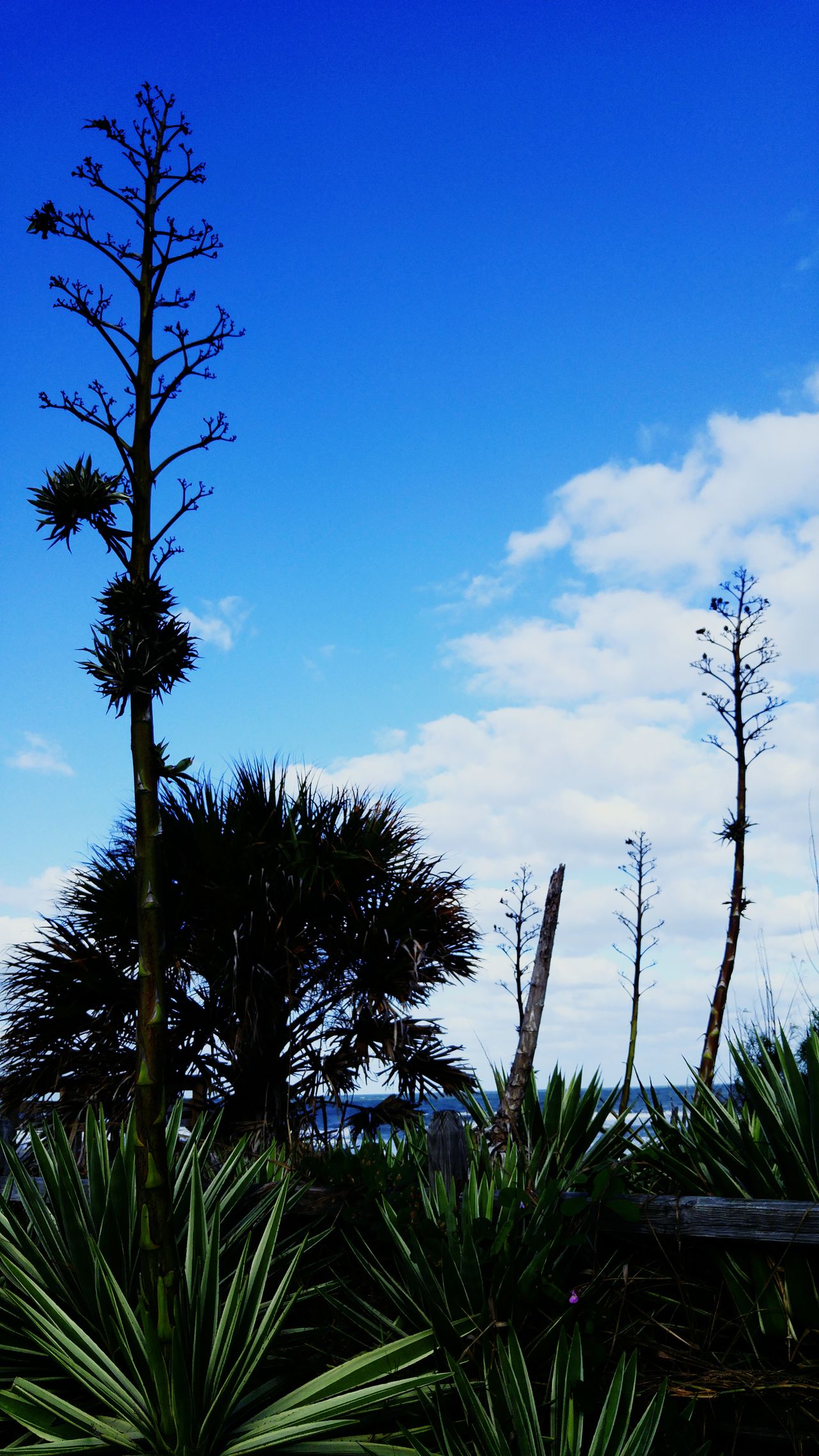 Melbourne Beach Boardwalk