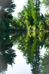 Reflection of trees in lake against sky