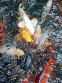 High angle view of koi carps swimming in lake