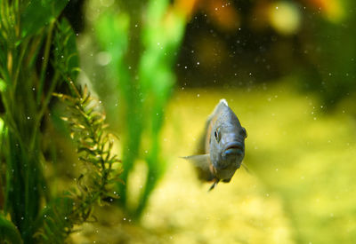 Close-up of fish swimming in sea