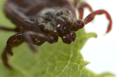 Close-up of insect on leaf