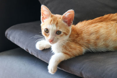 Portrait of ginger cat sitting