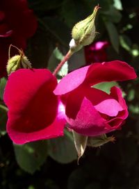 Close-up of pink flowers