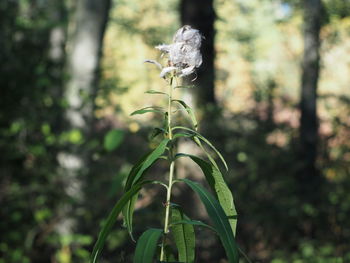 Close-up of wilted plant in forest