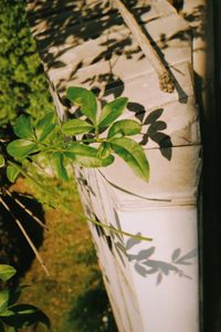 Close-up of potted plant on tree