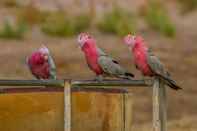 Close-up of parrot perching on wood