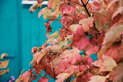 Close-up of multi colored leaves