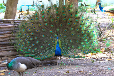 Close-up of peacock on field