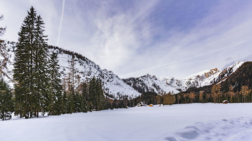 Snow covered pine trees against sky