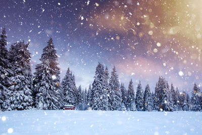 Snow covered pine trees against sky