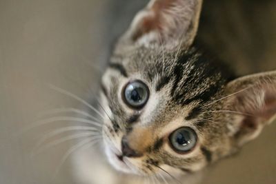 Close-up portrait of cat