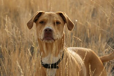 Portrait of dog looking away on field