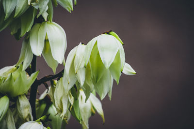 Close-up of flowering plant