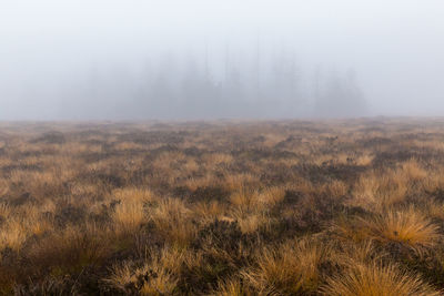 Scenic view of field against sky during foggy weather