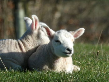 View of a sheep on field