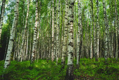 Birch trees in forest in early morning light