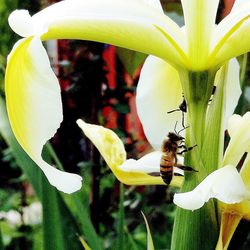 Close-up of insect on yellow flower