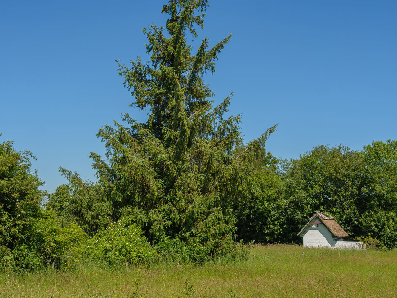 TREES GROWING ON FIELD AGAINST SKY