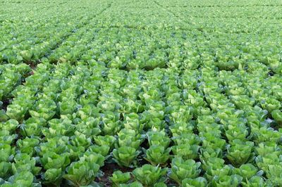 Full frame shot of crop in field