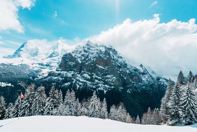 Snow covered pine trees against sky