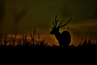 Silhouette of deer on field against sky during sunset