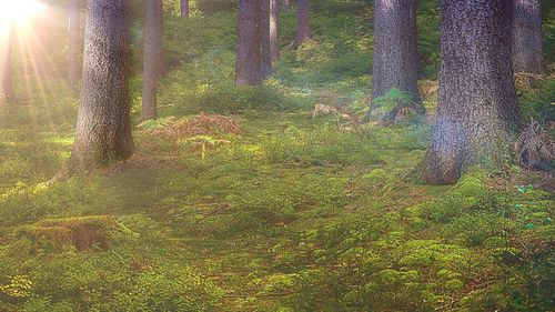 Plants growing on land in forest