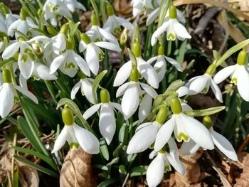 Close-up of white flowering plants on field