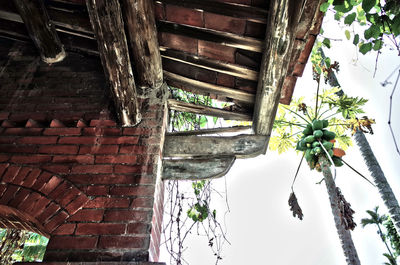 Low angle view of plants against building