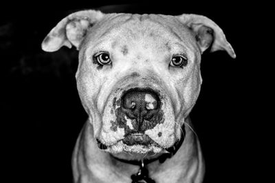 Close-up portrait of american staffordshire terrier against black background