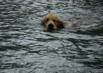 Portrait of dog swimming in water