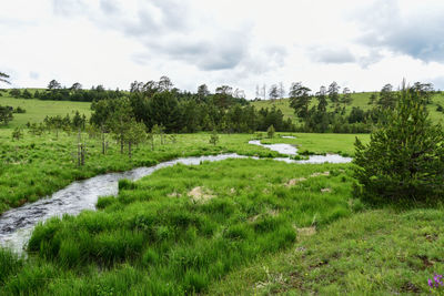 Scenic view of field against sky