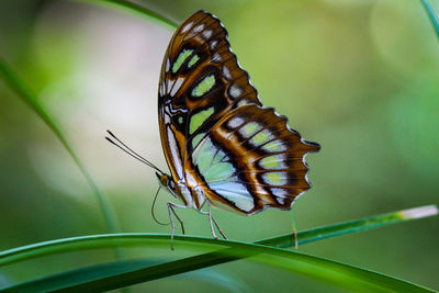 Close-up of butterfly on leaf