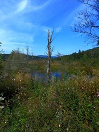 Plants growing on land against sky