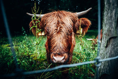 Portrait of cow