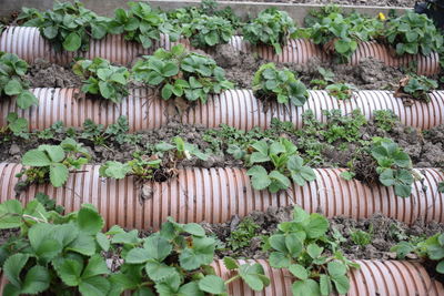 Full frame shot of plants