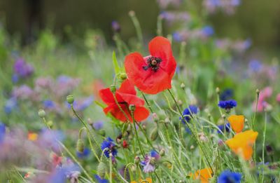 Close-up of red poppy flowers in field