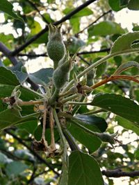 Close-up of leaves on tree