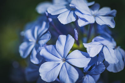 Close-up of purple flowering plant